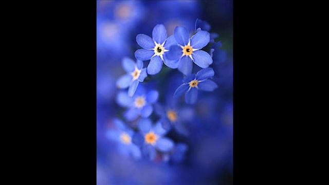 Arafúra - Forget Me Not (De waarheid drijft altijd naar de oppervlakte) (temporary) смотреть онлайн