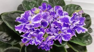 Фиалка НД-Уральские Самоцветы Люкс