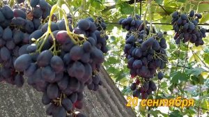 Сорт винограда Блэк Гранд. Качество опыления и урожай