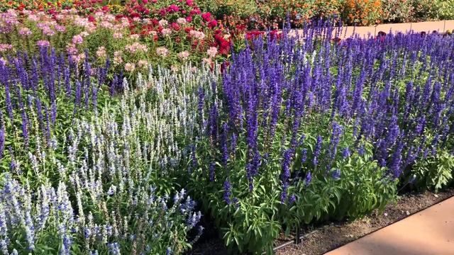 The Gardens at Ball 2021 смотреть онлайн