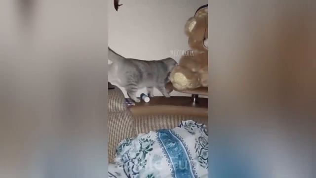 Смешные котики #93.mp4 смотреть онлайн