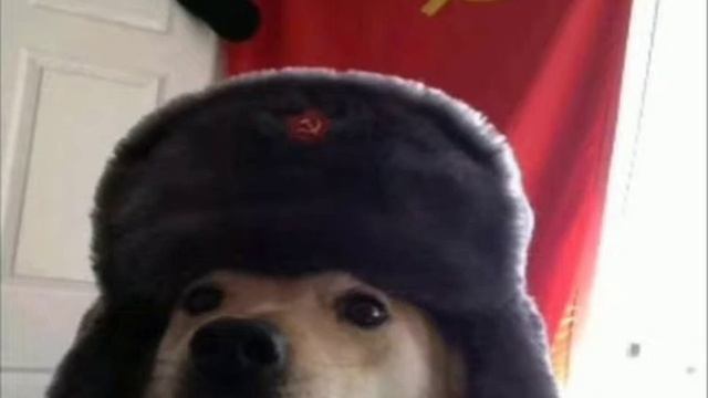 Мемы про собак 2 #1 #мемы #втоп #впопулярное #ВПОПУЛЯРНОЕПЖ #смех #мемы2022 #ржака #собака #собакин