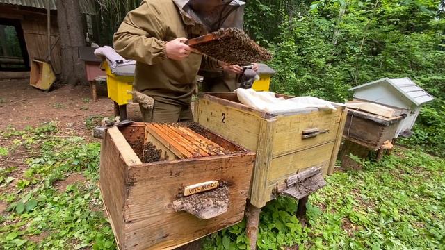 Перегоняем рой из ловушки. Черпаю пчёл кружкой. Очень крупная семья! смотреть онлайн