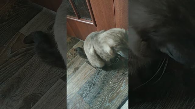тренажёр для Барсика. смотреть онлайн