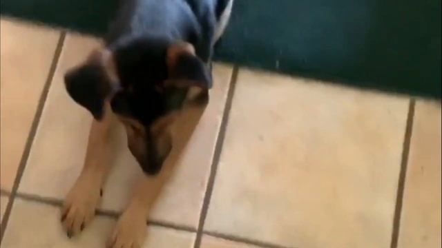 Doberman Shepherd - Perfect Mix Of Doberman And German Shepherd