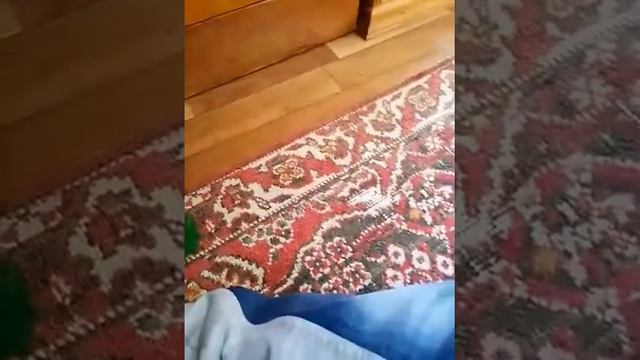 я собираюсь на рыбалку смотреть онлайн