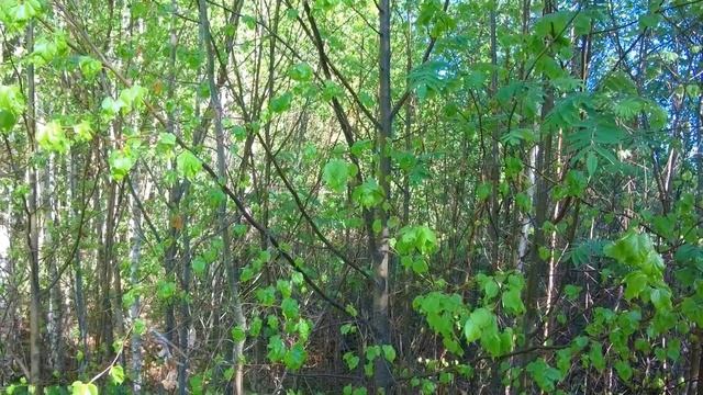 Пение соловья. Запись #67 смотреть онлайн
