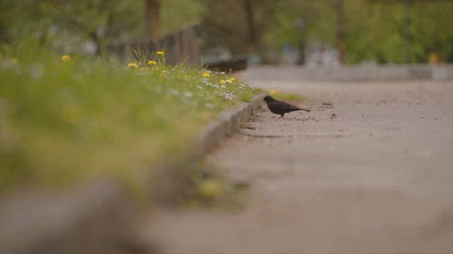 Sony A7II + Canon 70-200 F4L IBIS TESTVIDEO смотреть онлайн