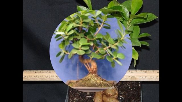 Ficus Americana Bonsai - Ficus Panda, Green Island Ficus, West Indian Laurel Fig