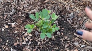 Ремонтантная клубника перезимовала. Весенние работы на грядке