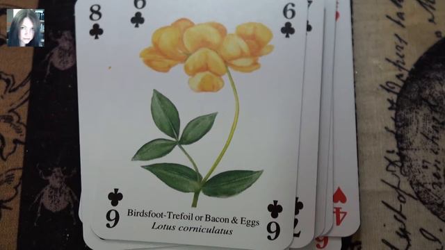 Alternate Oracle deck - Heritage Wild Flowers reveal смотреть онлайн