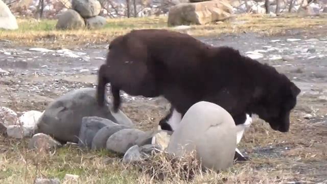 11_01_2017_ЗВЕРЬЁ МОЁ_2.mp4 смотреть онлайн