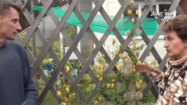 Неприхотливые садовые цветы Клематис тангутский смотреть онлайн