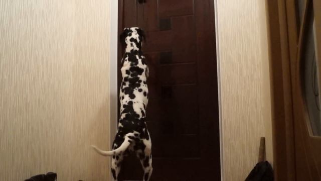 Собака Научилась Открывать Дверь!