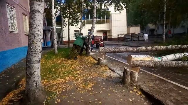 Нижневартовск вырубка берез смотреть онлайн