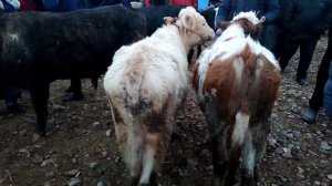 Молбозор шахритуз молбозор Искра Бунакаси Буган юк Тез Куринг Жигарлар 4 января 2022 г.