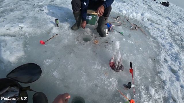 БЕШЕНЫЙ КЛЁВ ВОБЛЫ,ПОЙМАЛИ ЛЕЩА!!! КРУТАЯ РЫБАЛКА ПОЛУЧИЛАСЬ, смотреть онлайн