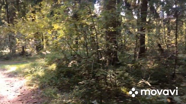 ЗМЕЯ КОРОЛЕВСКОГО ЦВЕТА ? и наш поход за грибами ?? август 2021 смотреть онлайн