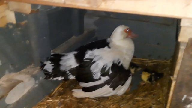 Индоутки//Мускусные утки//Три утки вывели утят, а водить будет одна смотреть онлайн