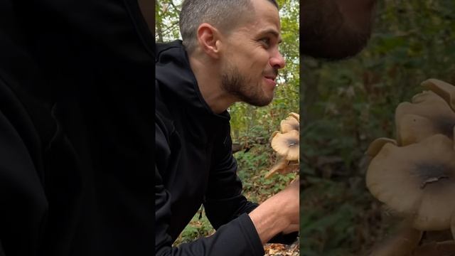 На прошлых выходных собирали грибы, не хотели собирать, они нас заставили! Лесные очень вкусные?