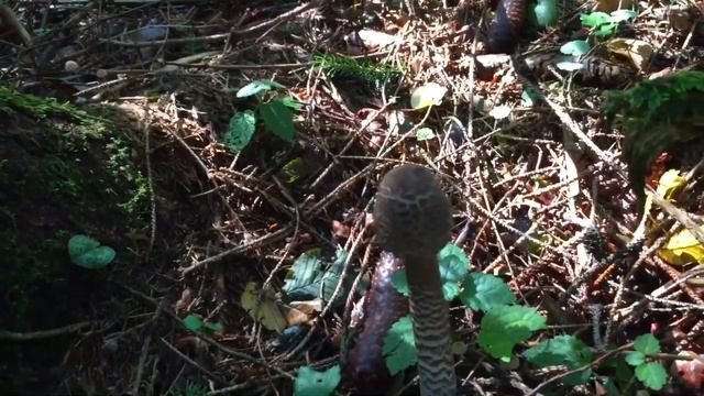 Macrolepiota procera- Velika sunčanica- Parasol mushroom- Riesenschirmling смотреть онлайн