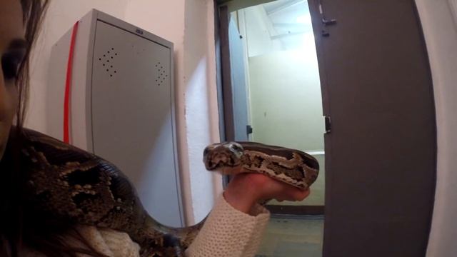 Удав и я. PopcornStudio смотреть онлайн