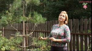 Как сделать ниваки из сосны? Формирование хвойных  #urozhainye_gryadki
