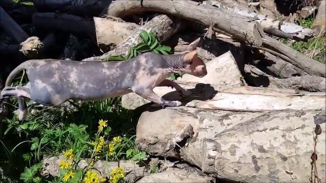 Ариель 22 смотреть онлайн