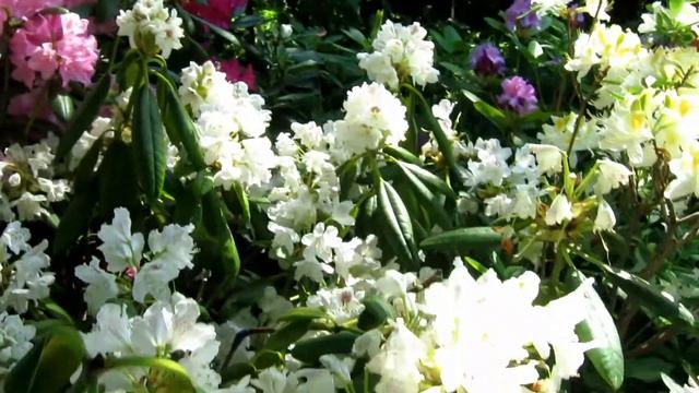 Рододендроны -2019 Rhododendrons 2019 смотреть онлайн