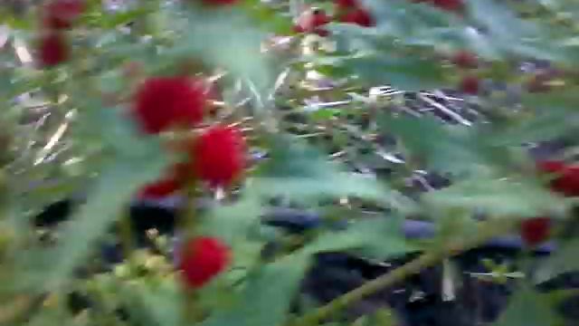 Земляничный шпинат. Однолетник, самосев | Strawberry Spinach