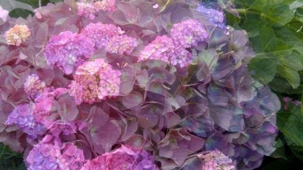 Hydrangea macrophylla Forever&Ever Blue 2015г.
