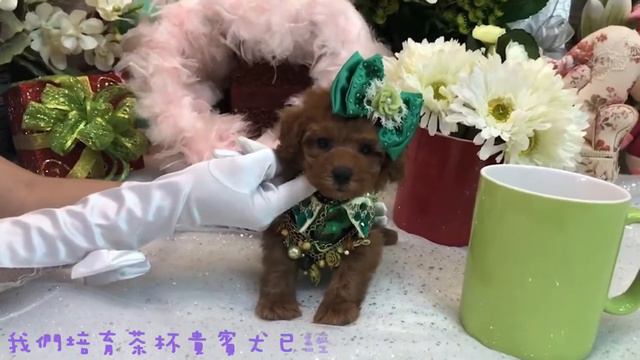 Teacup Poodle Teddy Bear 茶杯泰迪熊貴賓犬 #830