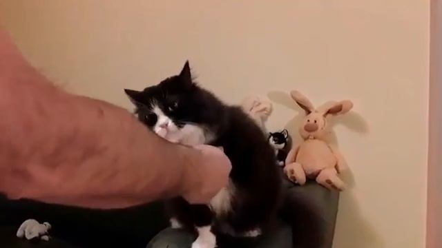 Умный Норвежский лесной кот смотреть онлайн