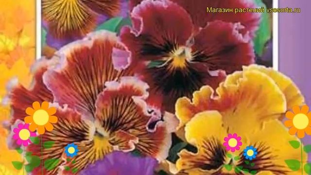 Виола гибридная Викторианская смесь Рококо. Краткий обзор, описание характеристик Viola Wittrockian