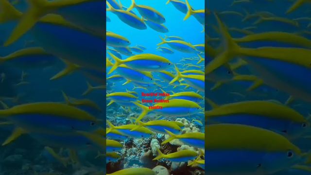 Beautiful Indian Ocean Maldives Country | #maldives смотреть онлайн