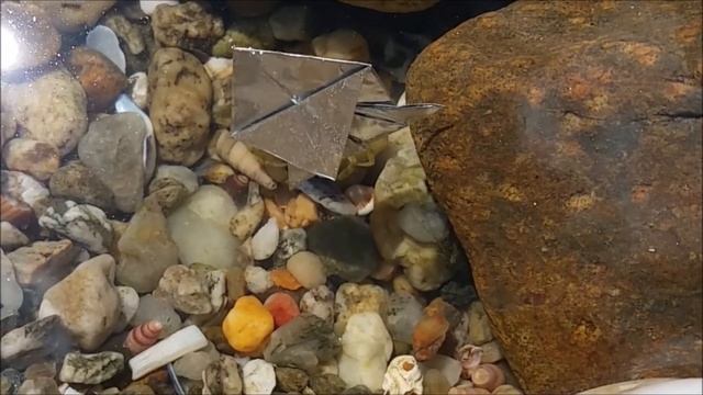 Crab Attacks Origami Fish! - Underwater Origami - Funny Animals смотреть онлайн