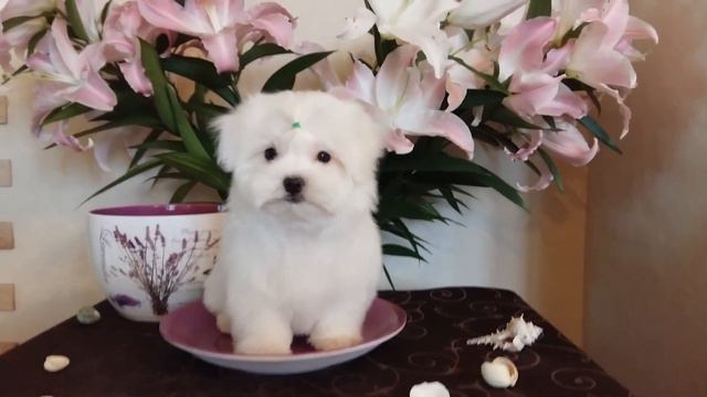 www.malteseclub.ru мальтезе (кобель) рожд.10.01.2016 года смотреть онлайн