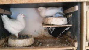 Голуби мясной породы Кинг,  KING PIGEONS, пара белых подарок друга. Олег Костяков, Самара.
