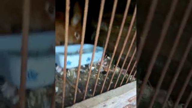 Чем лудчше поить кроликов смотреть онлайн
