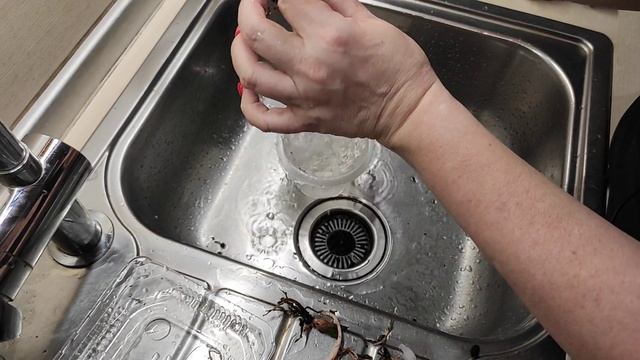 27.03.21.ХАВОРТИЯ посадка в Лечузу Пон.. и новый фонарик из ОБИ.. смотреть онлайн