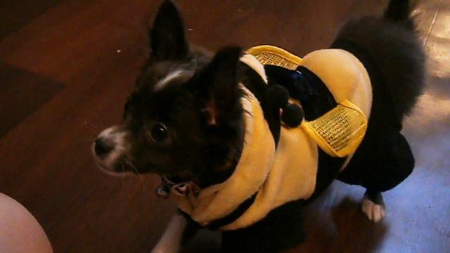 щенок чихуахуа в костюме пчелки( Chihuahua puppy dog barks) смотреть онлайн