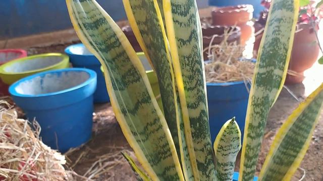 Uses of snake plant...... смотреть онлайн