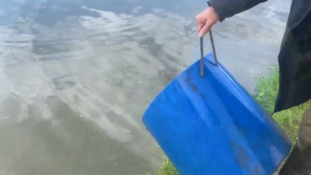 Рыболовный клуб Зеленый Берег. Приход карпа 1000 кг смотреть онлайн