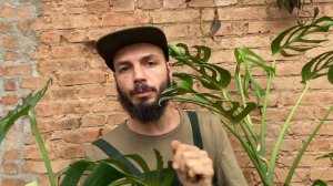 O mistério da Monstera 'Burle Marx's Flame'