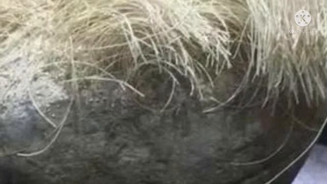 Фермер нашел на огороде «волосатый» камень и принес его домой, то что случилось потом, невероятно смотреть онлайн