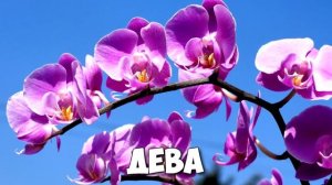 КАКОЙ ВЫ ЦВЕТОК ПО ЗНАКУ ЗОДИАКА