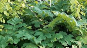 Борщевик Сосновского