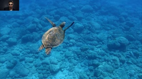 Интересный подводный мир.