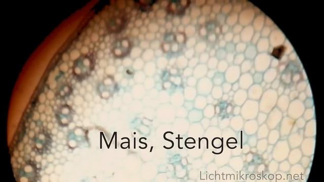 Mikroskopieren: Mais-Stengel im Querschnitt смотреть онлайн
