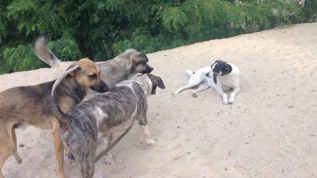 Подстригли Рекса. После стрижки собаку не узнать. смотреть онлайн